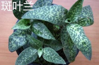 ​斑叶兰和金线兰的区别