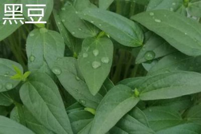 ​黑豆和豇豆的区别