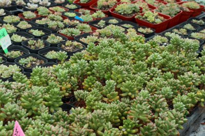 ​虹之玉夏天怎么养