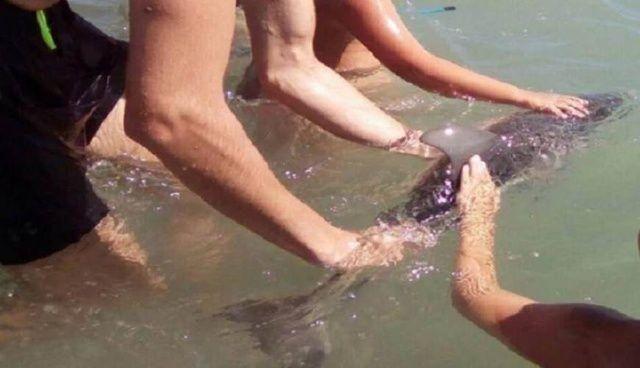 海豚宝宝迷路游到海边搁浅，却被游客抚摸拍照活活玩死