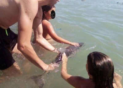 ​海豚宝宝迷路游到海边搁浅，却被游客抚摸拍照活活玩死