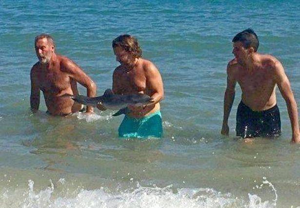 海豚宝宝迷路游到海边搁浅，却被游客抚摸拍照活活玩死