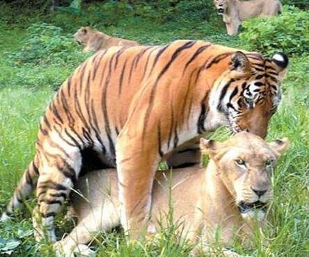 动物世界带给我们惊奇远不止这些，交配的季节有点乱