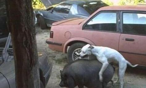 动物世界带给我们惊奇远不止这些，交配的季节有点乱