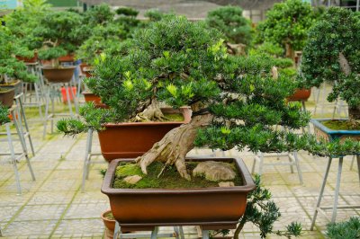 ​罗汉松的果实能吃吗