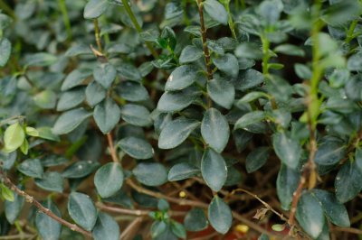 ​金鱼吊兰的扦插繁殖方法