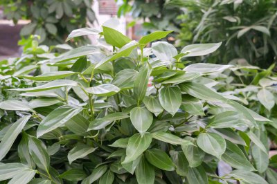 ​平安树怎么施肥