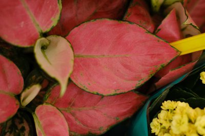 ​如意的养殖方法和注意事项