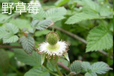 ​野草莓花和蛇莓的区别