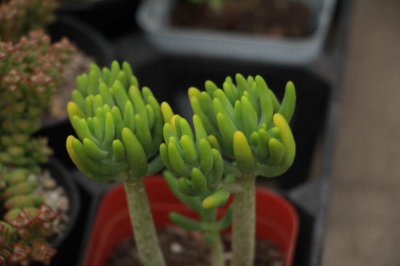 ​八千代的养殖方法