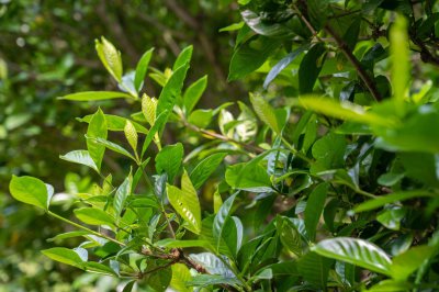 ​栀子花移栽后注意事项