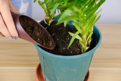 ​百合花什么时候种