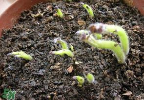 谷雨能种土豆吗？谷雨前后能种土豆吗？