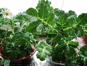 谷雨能种土豆吗？谷雨前后能种土豆吗？