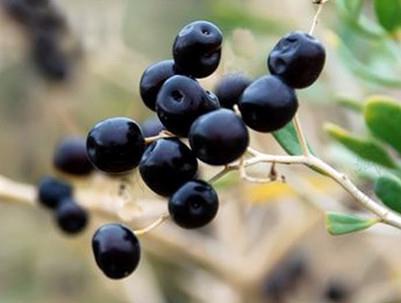 黑枸杞什么时候成熟？黑枸杞什么时候采摘