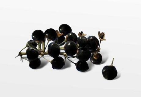 黑枸杞什么时候成熟？黑枸杞什么时候采摘