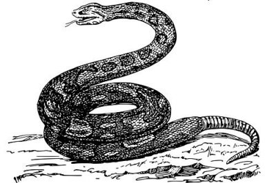 ​蛇和猴为什么是冤家，蛇猴婚配怎么样