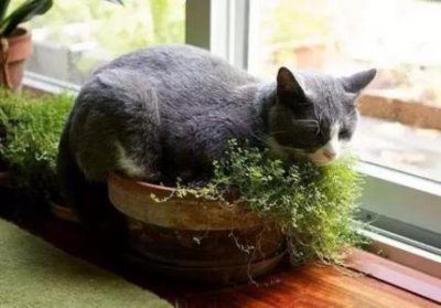 ​布隆迪六间鱼造景布隆迪六间鱼饲养