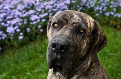 ​玩具泰迪是杂交品种吗？玩具泰迪是杂交品种吗？