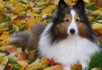 ​小猫一直吃东西，小猫一直吃东西会不会撑死