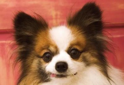 ​不爱掉毛的猫排行榜  不爱掉毛好养的猫