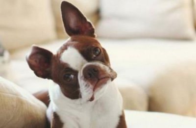 ​刚满月的泰迪拉稀怎么回事？满月泰迪拉稀怎么办？