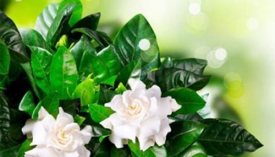 ​塑料粘接用什么胶水好402101502胶水的分别