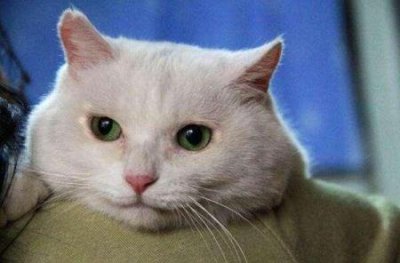 ​猫咪患耳螨怎么办？耳螨是怎么引起的？