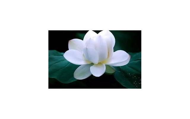 二婚女从不主动发信息（女人从不主动联系你）