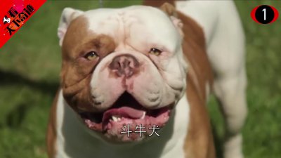 ​7种世界上最凶狠的狗