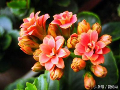 ​长寿花，花期到底有多长？