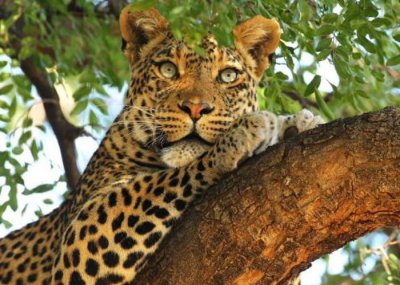 ​乌干达2岁男童访国家公园遭豹叼走啃食仅剩头骨