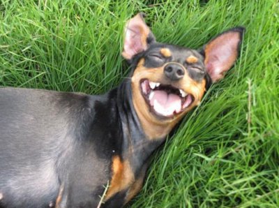 ​宠物常识：小鹿犬好养吗