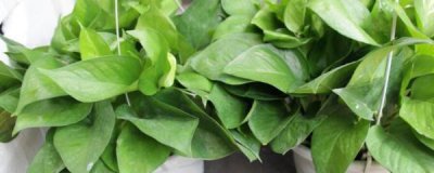 ​水培绿萝怎么养才茂盛