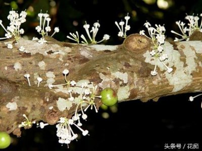 ​传说3000年一开花的优昙婆罗花，居然长这样！