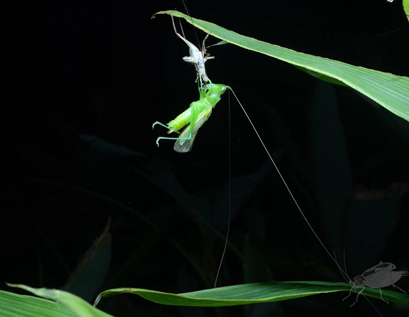 南竹草螽，野外偶遇蜕皮全过程，如仙子出浴难得一见，不容错过