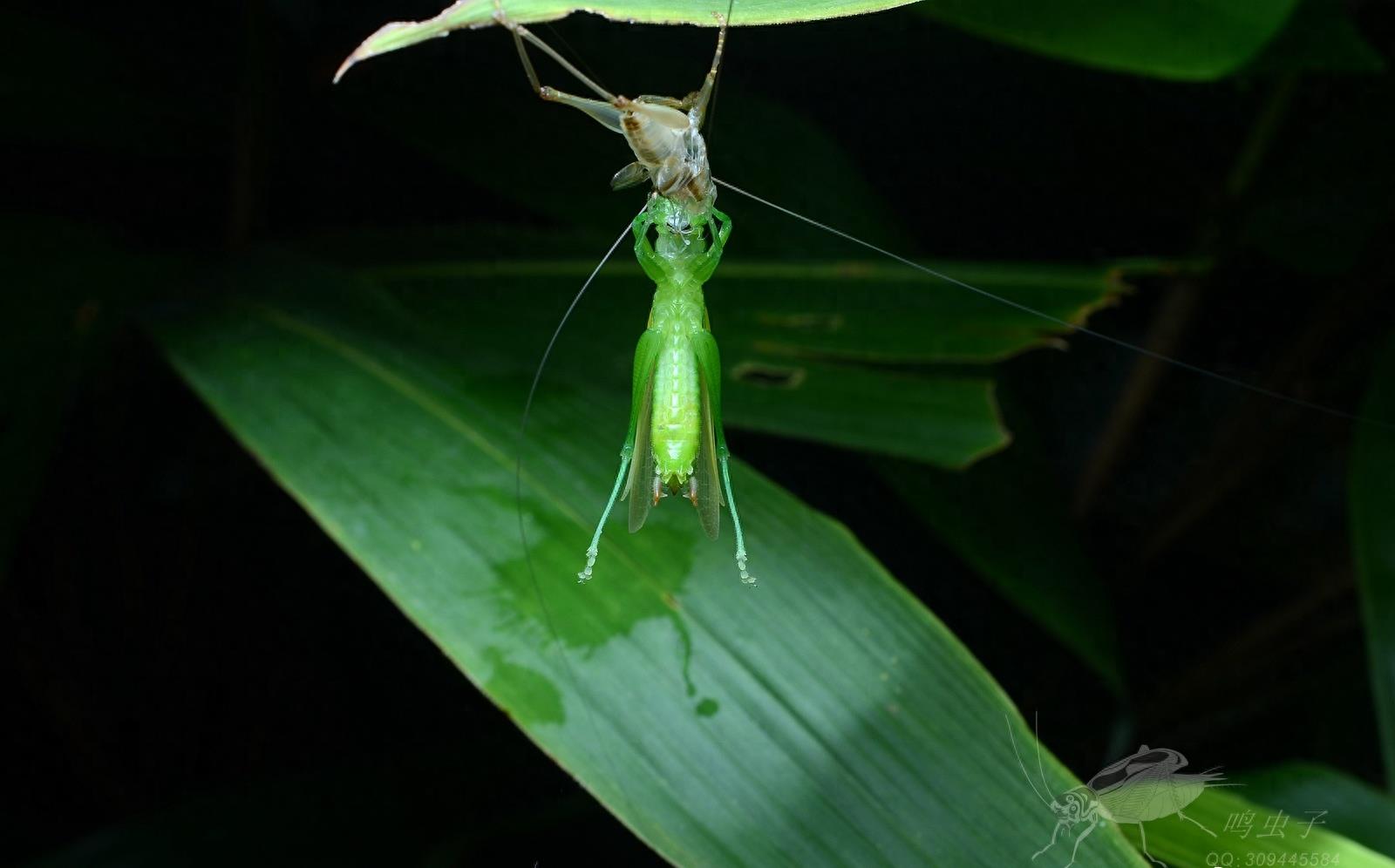 南竹草螽，野外偶遇蜕皮全过程，如仙子出浴难得一见，不容错过