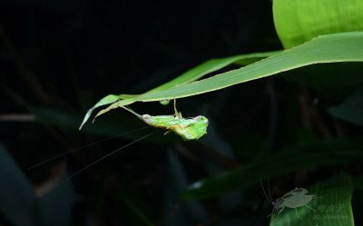 ​南竹草螽，野外偶遇蜕皮全过程，如仙子出浴难得一见，不容错过