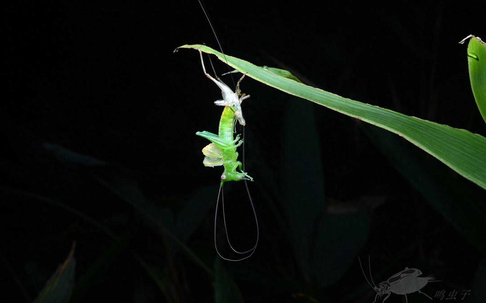 南竹草螽，野外偶遇蜕皮全过程，如仙子出浴难得一见，不容错过