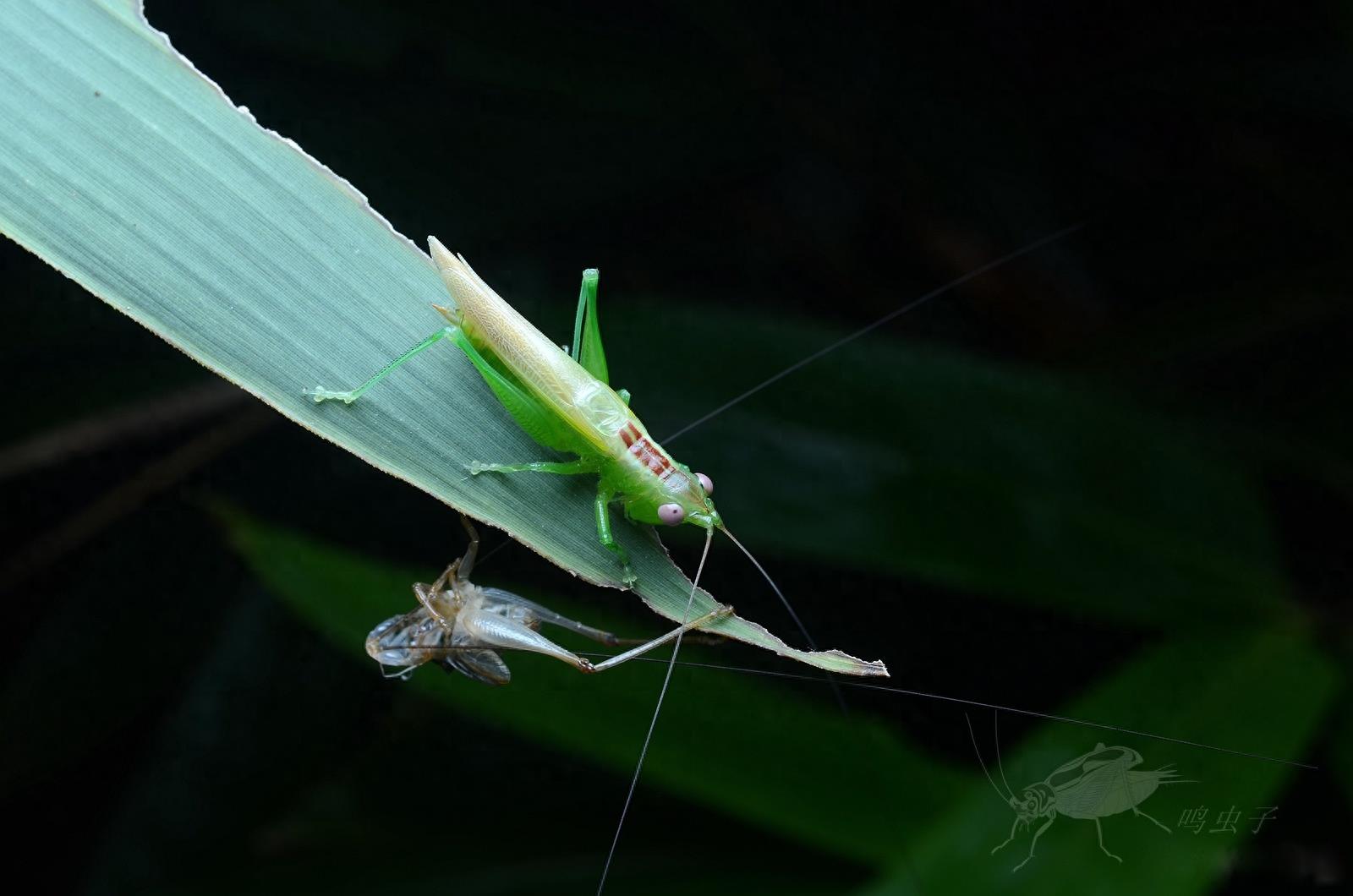 南竹草螽，野外偶遇蜕皮全过程，如仙子出浴难得一见，不容错过