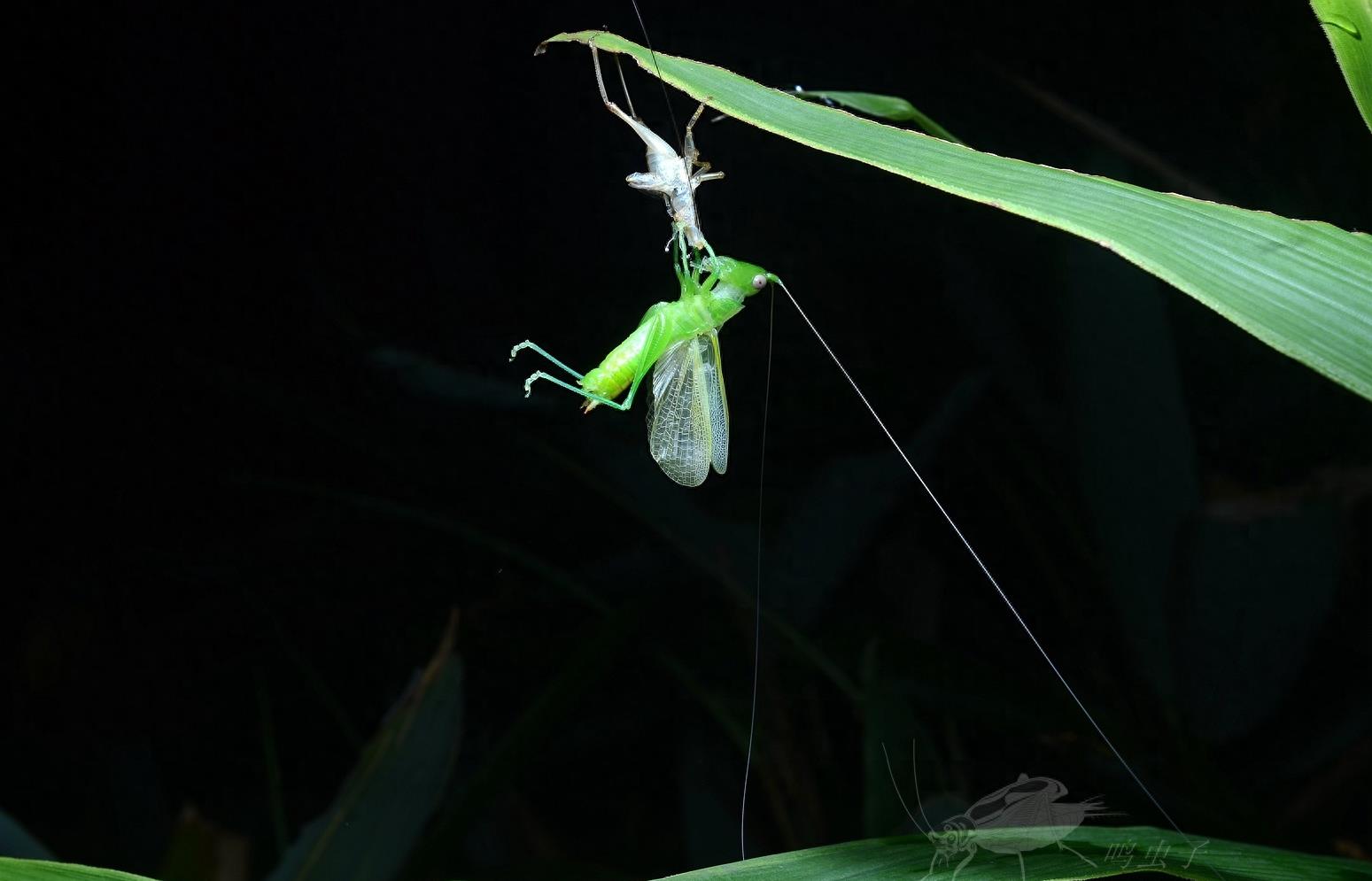 南竹草螽，野外偶遇蜕皮全过程，如仙子出浴难得一见，不容错过