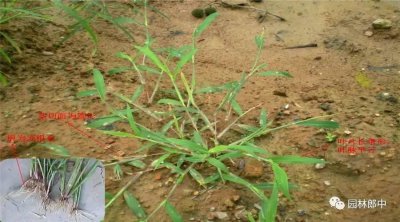 ​园林常见禾本科杂草图谱