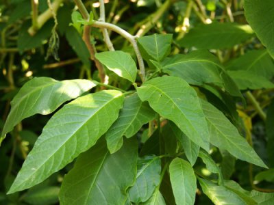 ​与花间拾趣一起识花认草（1）-木本曼陀罗