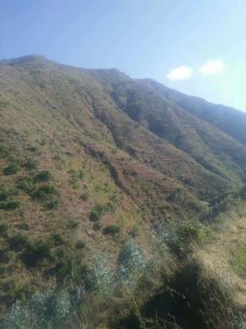 ​分享一下我的找野蜂技巧