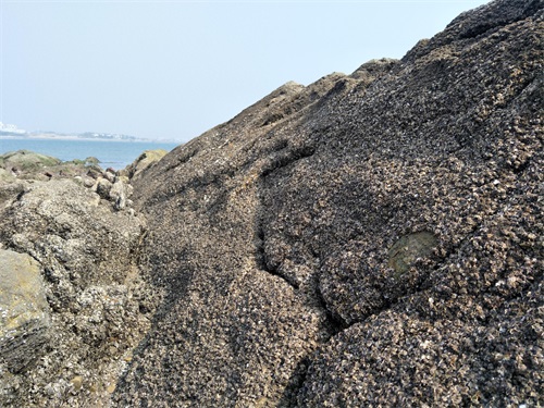退潮后的日照第三海水浴场，风景美如画，第一次见这样的海边