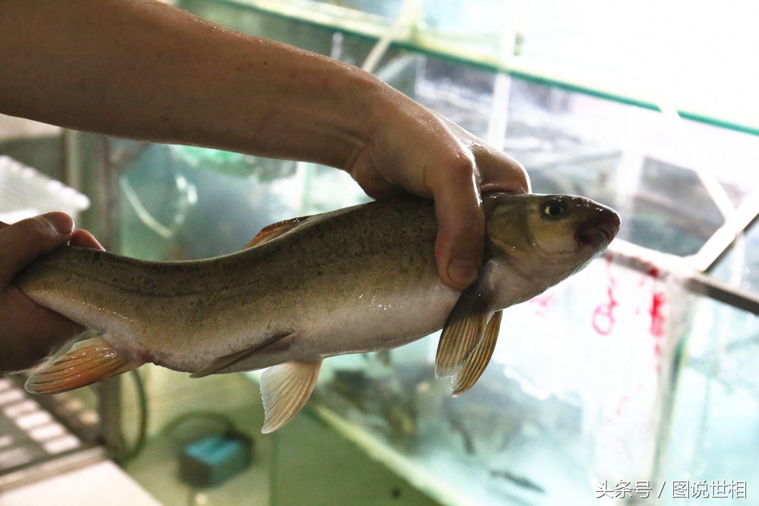 148元一斤的雅鱼这么贵，全靠藏在鱼头里的“它”辨别真假