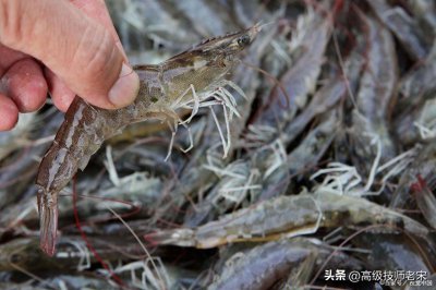 ​虾类养殖：方法与关键注意事项