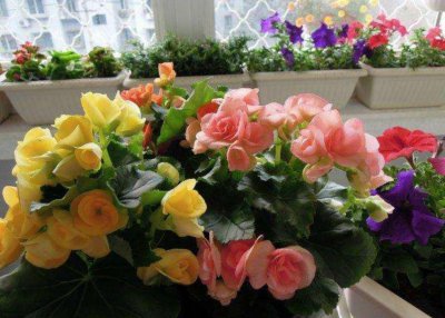 ​家居养花首选丽格海棠，花期长，花色艳，还有“小玫瑰”的美称