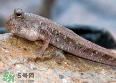 跳跳鱼是什么鱼？跳跳鱼是不是泥鳅