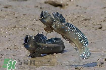 跳跳鱼是什么鱼？跳跳鱼是不是泥鳅